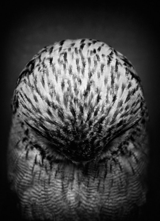 Werk: Incognito - The Eurasian eagle owl - Bubo bubo