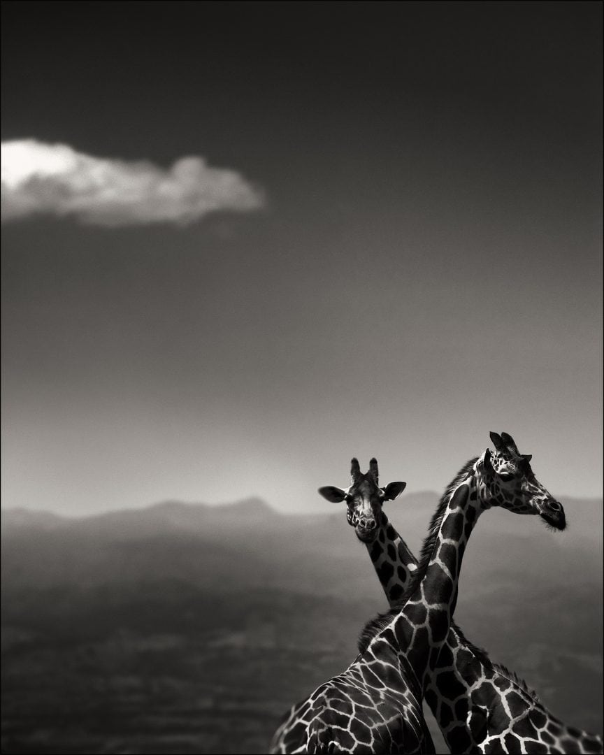 Werk: Giraffe Couple
