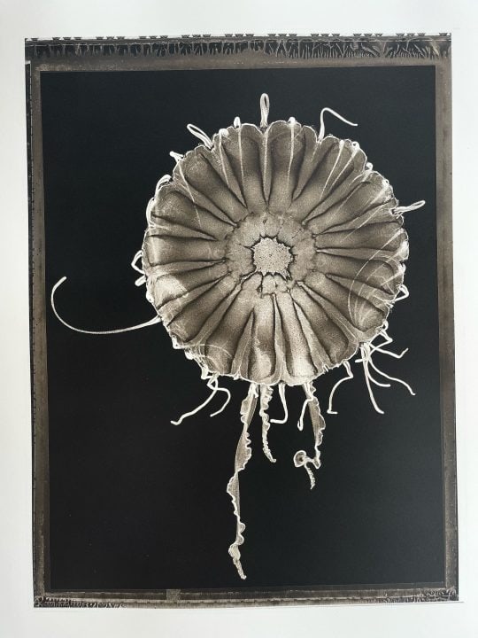 Werk: Scyphozoa Sea Nettle