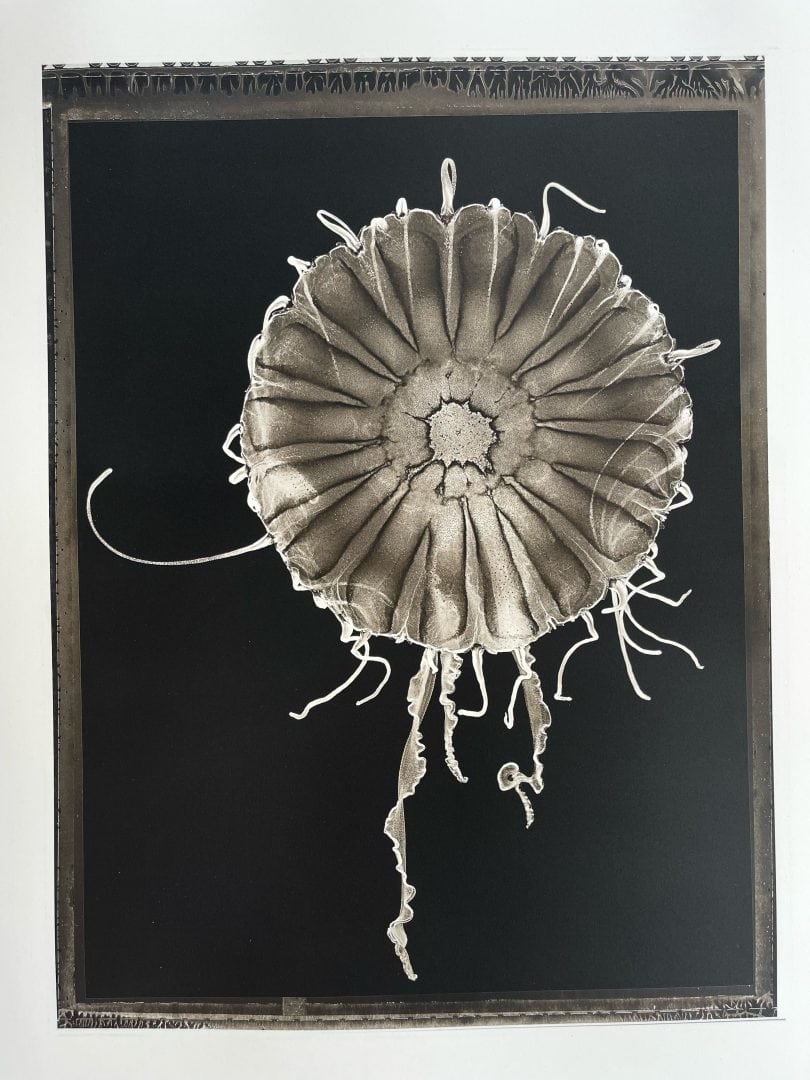 Werk: Scyphozoa Sea Nettle