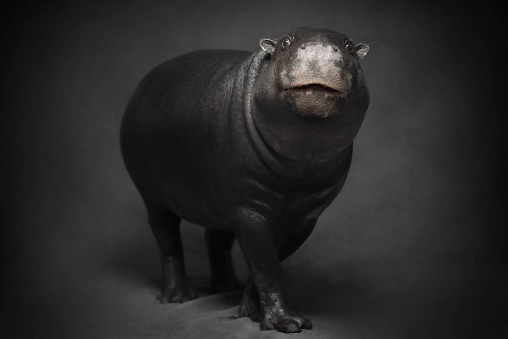 Werk: Pygmy Hippo