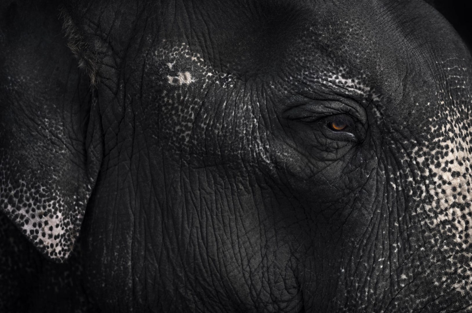 Werk: The Asian Elephant Close up