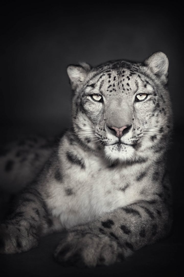 Werk: The snow leopard