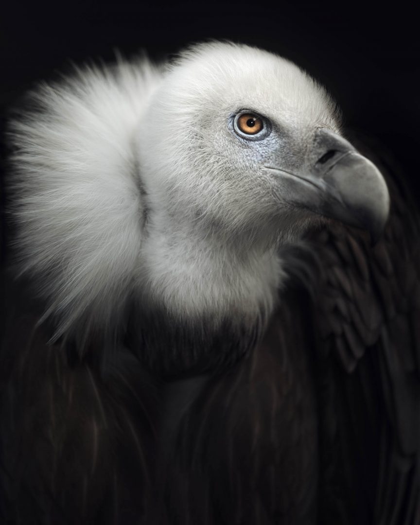 Werk: Vulture